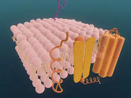 Biological Membranes