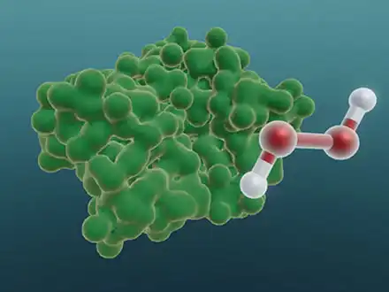 Diligent Enzymes