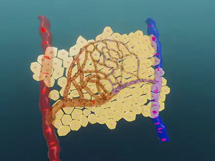 Vessel Network