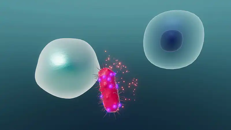 Immune response
