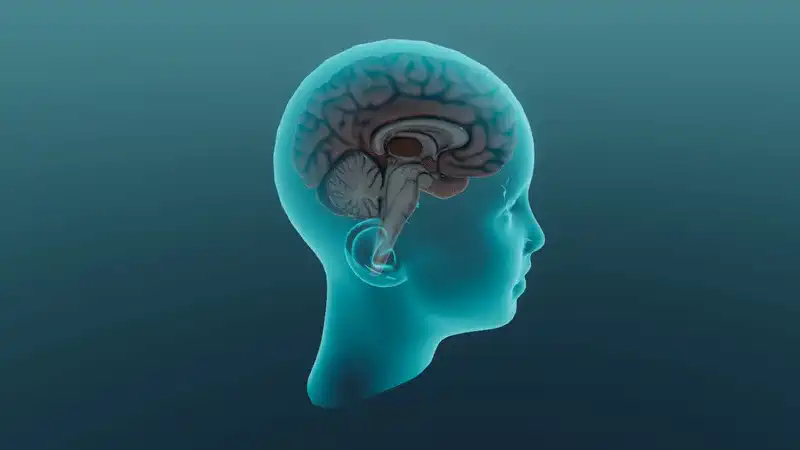Hormonal regulation
