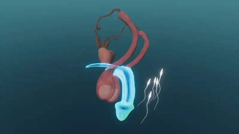 Male genital organs