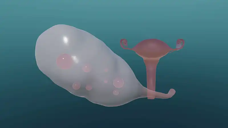 Female menstrual cycle