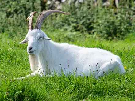 Domestic Goats