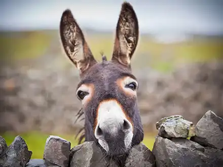 Domestic Donkeys