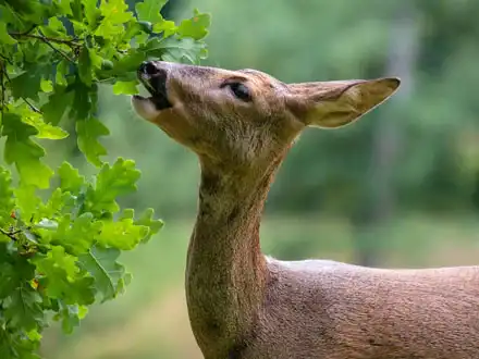European Roe Deer