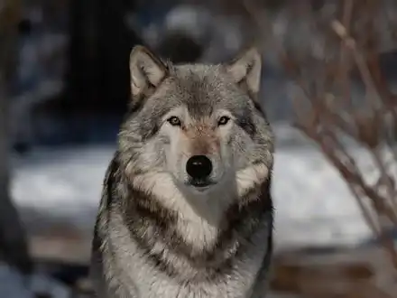 Grey Wolves